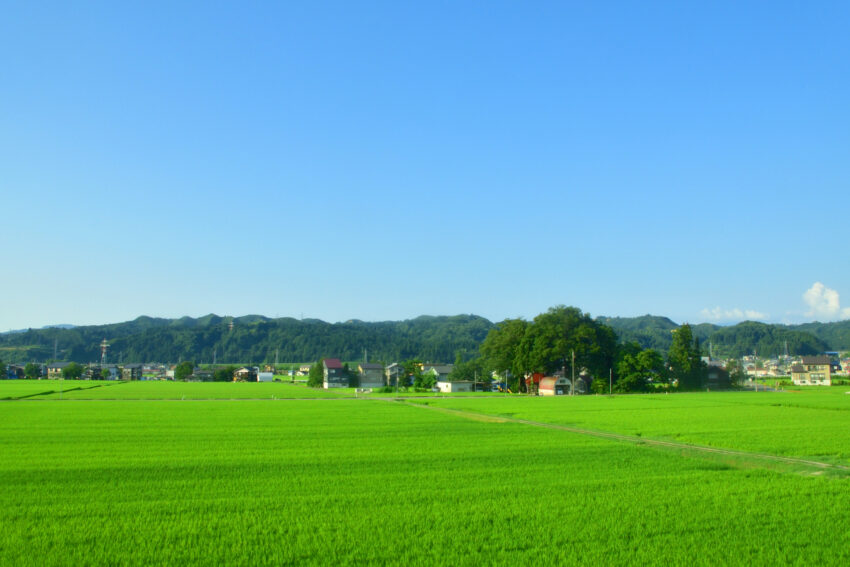 地元は田んぼが広がり緑も多く、とても自然豊かな所